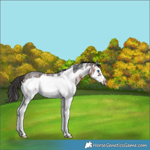 Horse Color:White Spotted Brown Roan Splash Frame 