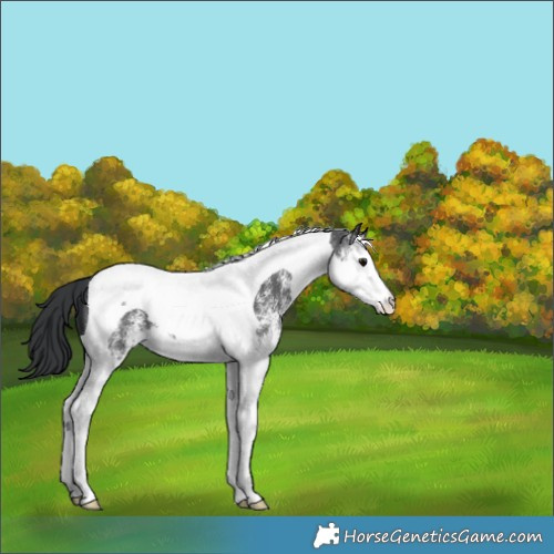Horse Color:White Spotted Black Splash Tobiano Appaloosa 
