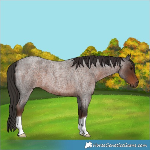 Horse Color:Liver Red Roan 