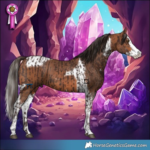 Horse Color:Liver Chestnut Sabino and Bay Splash Tobiano