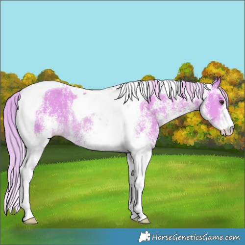 Horse Color:Watercolor White Spotted Chestnut Tobiano