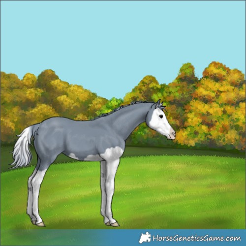 Horse Color:Watercolor Black Splash