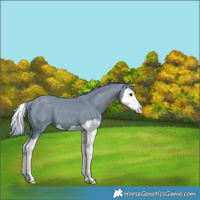 Horse Color:Watercolor Black Splash 