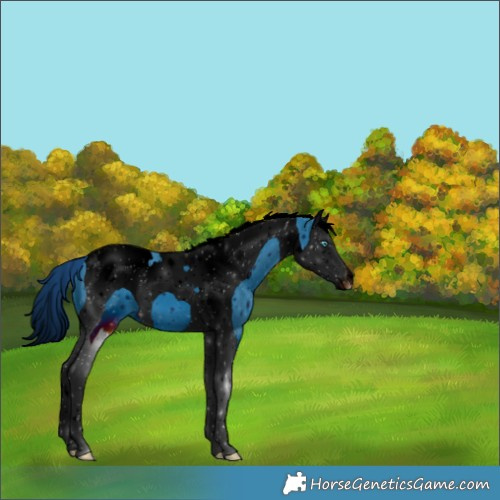 Horse Color:ERROR: UNKNOWN ANOMALY