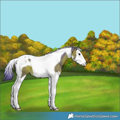 Horse Color:Watercolor Bay Splash Tobiano 