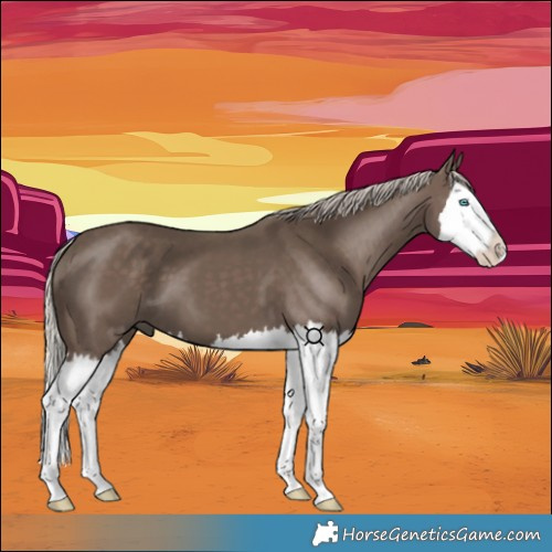 Horse Color:Silver Black Splash 