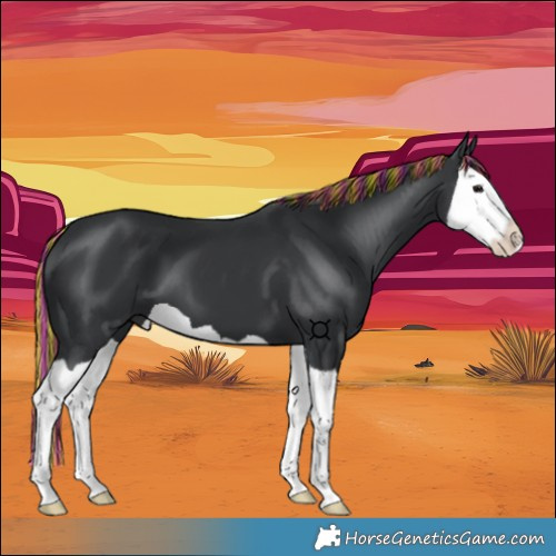 Horse Color:Painted Black Splash 