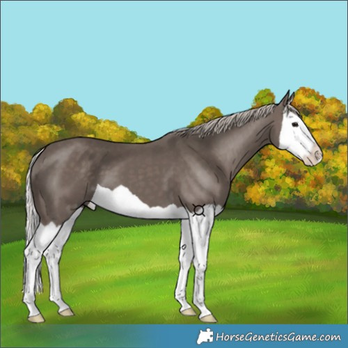 Horse Color:Silver Black Splash 