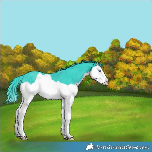 Horse Color:Watercolor Black Splash Rabicano