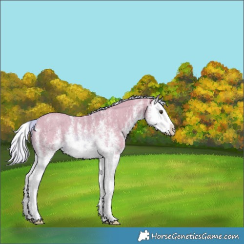 Horse Color:Watercolor White Spotted Chestnut Splash Rabicano 