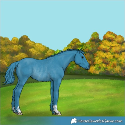 Horse Color:Watercolor Black Rabicano 