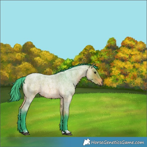 Horse Color:Watercolor Bay Roan Rabicano 