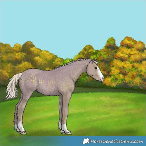 Horse Color:Watercolor Silver Black Rabicano