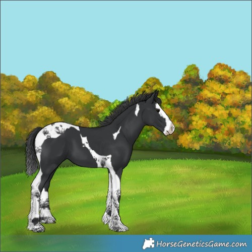 Horse Color:Black Splash Tobiano 