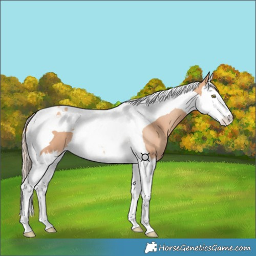 Horse Color:Gold Champagne Splash Tobiano 