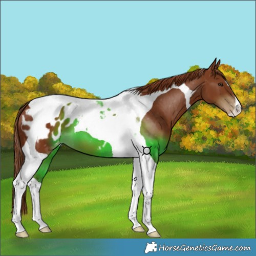 Horse Color:Chestnut Tobiano Blanket 