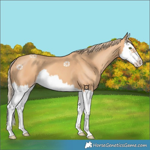 Horse Color:Gold Champagne Splash 