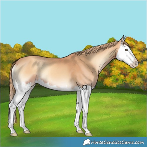 Horse Color:Gold Champagne Onyx Splash 