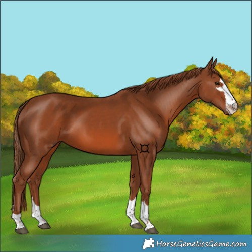 Horse Color:Chestnut 