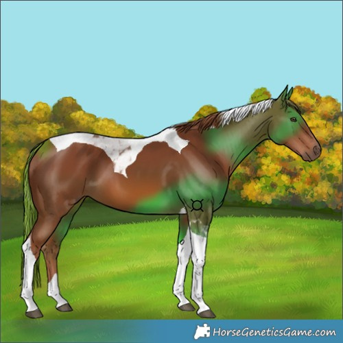 Horse Color:Chestnut Tobiano 