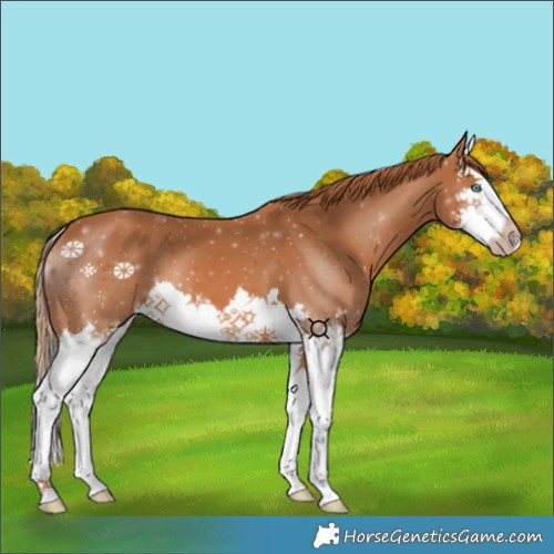 Horse Color:Chestnut Splash 