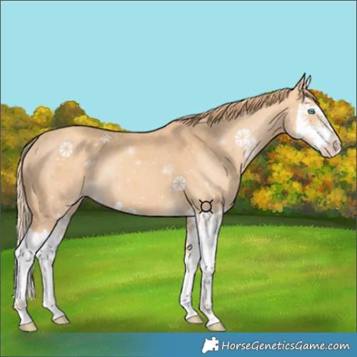 Horse Color:Gold Champagne Splash 