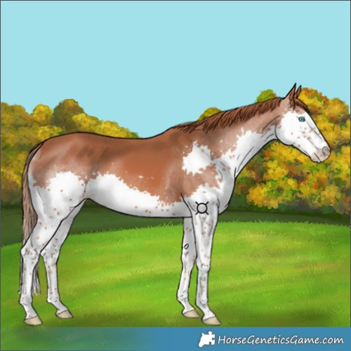 Horse Color:Chestnut Splash 