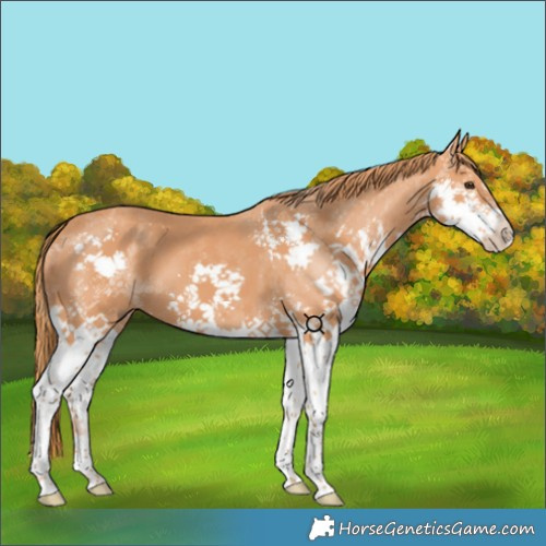 Horse Color:Chestnut Splash 