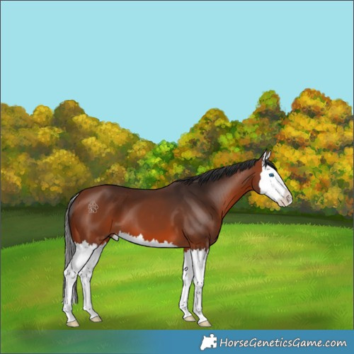 Horse Color:White Spotted Bay Splash
