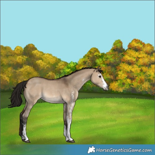 Horse Color:Gray Bay Dun Sabino 
