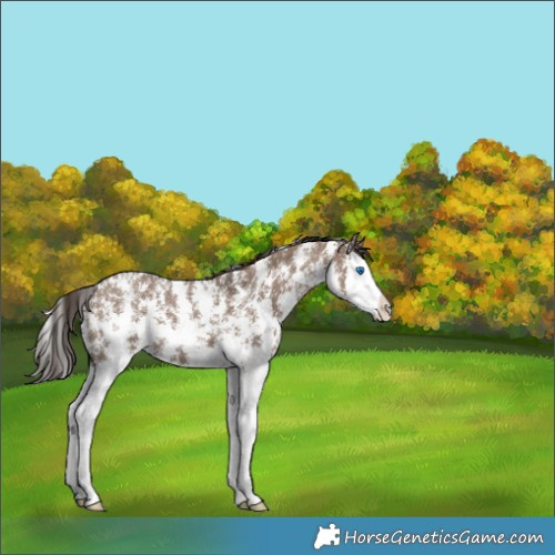 Horse Color:Liver Red Dun Sabino Splash 