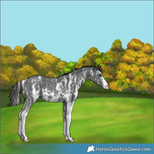 Horse Color:Liver Chestnut Sabino 