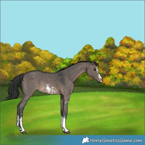Horse Color:Brown Dun Sabino Rabicano 