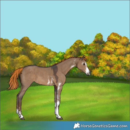 Horse Color:Gray Liver Red Dun Sabino 
