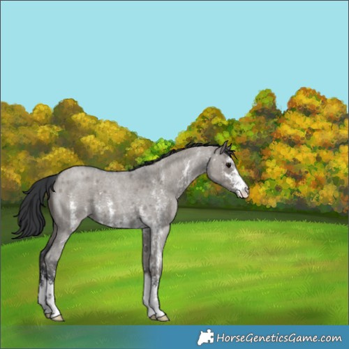 Horse Color:Grullo Roan Sabino 