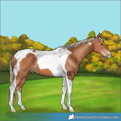 Horse Color:Chestnut Tobiano 