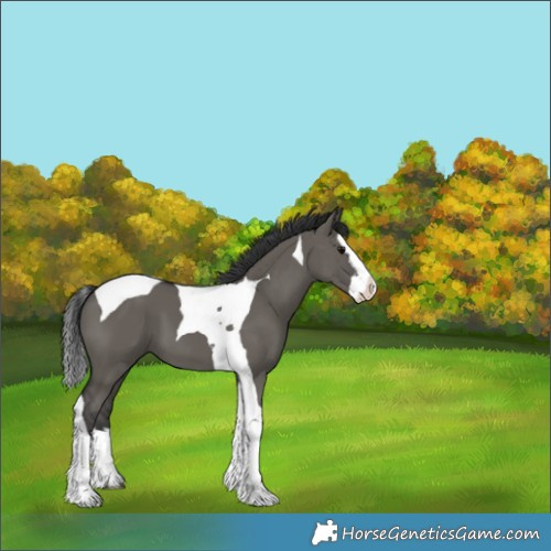 Horse Color:Grullo Splash Tobiano 