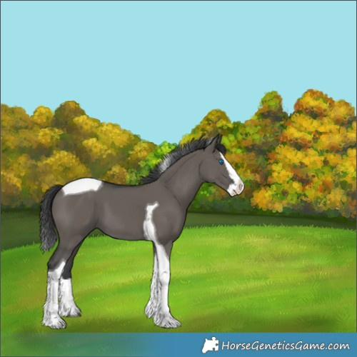 Horse Color:Grullo Splash Tobiano
