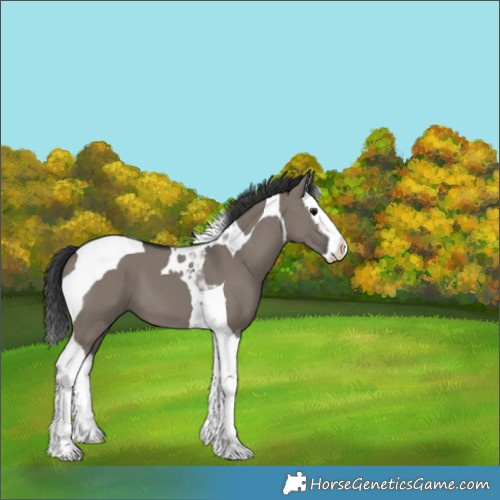 Horse Color:Grullo Splash Tobiano 
