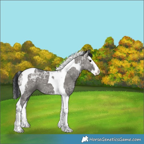 Horse Color:Grullo Ice Splash Tobiano 