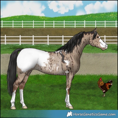 Horse Color:Liver Red Dun Snowcap Rabicano Brindle 