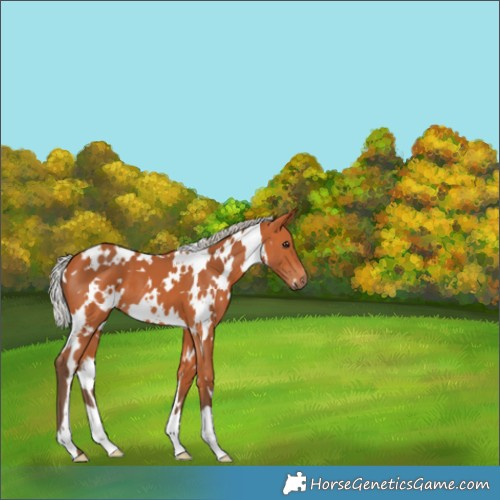 Horse Color:White Spotted Silver Bay 