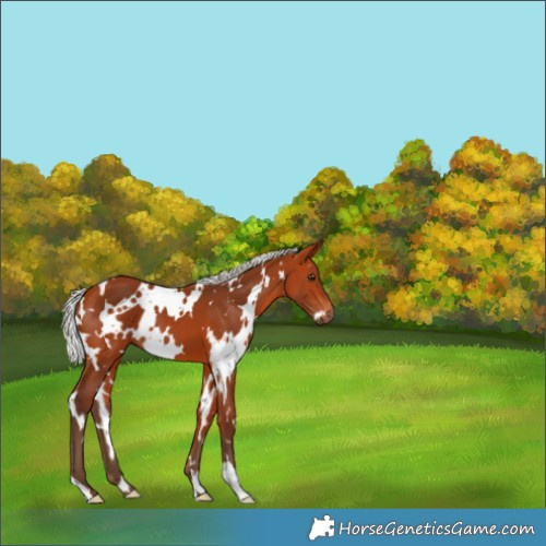 Horse Color:White Spotted Silver Bay