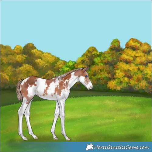 Horse Color:White Spotted Chestnut Splash 