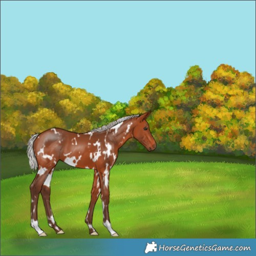 Horse Color:White Spotted Silver Bay 