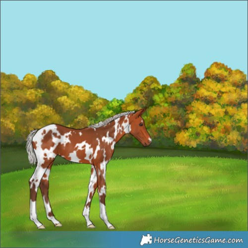 Horse Color:White Spotted Silver Bay