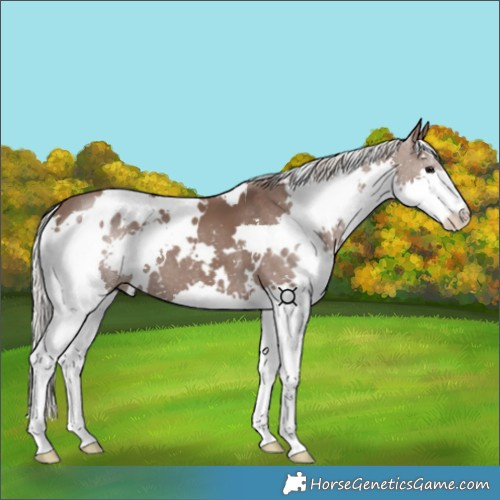 Horse Color:White Spotted Silver Black Splash 