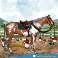 Horse Color:White Spotted Silver Bay 