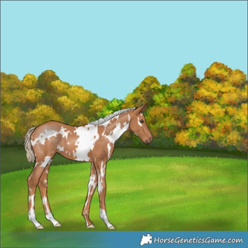 Horse Color:White Spotted Chestnut