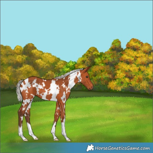 Horse Color:White Spotted Silver Bay 